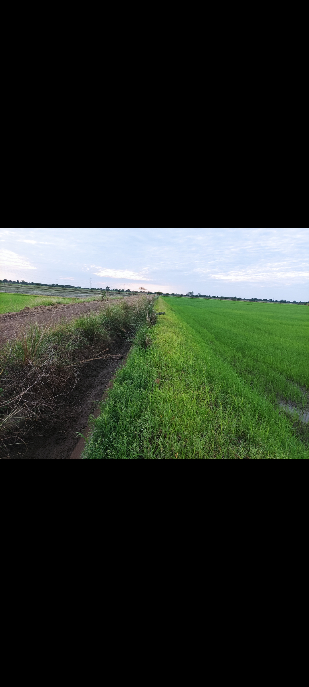ขายที่ดินสระบุรี ทำนา เกษตรกรรมบ้านหมอ สระบุรี 13 ไร่ 2 งาน 53 ตร.วา มีคลองผ่านหน้าที่ดิน