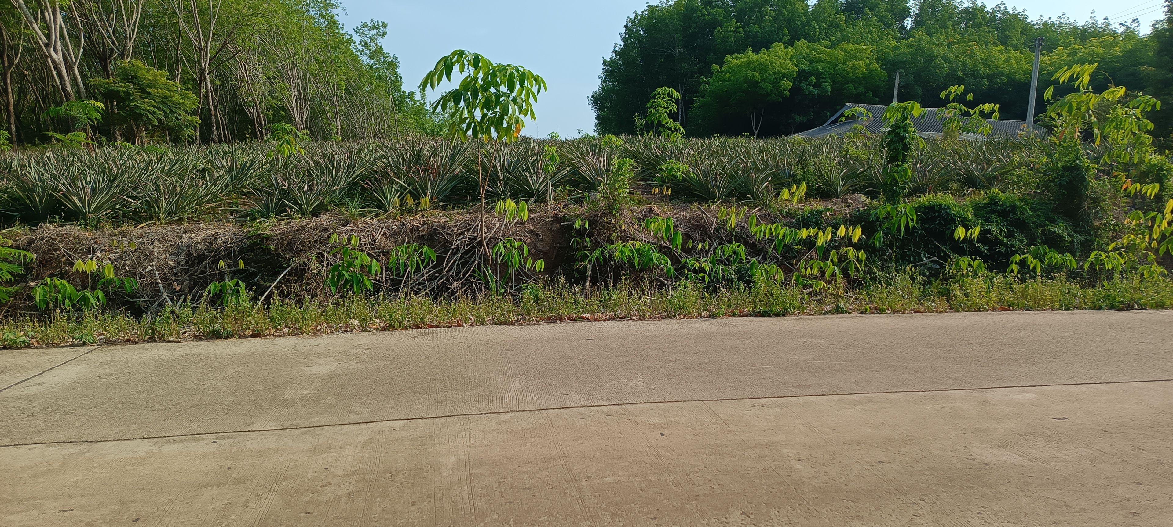 ที่ดินเนินหลังเต่าสวยๆ