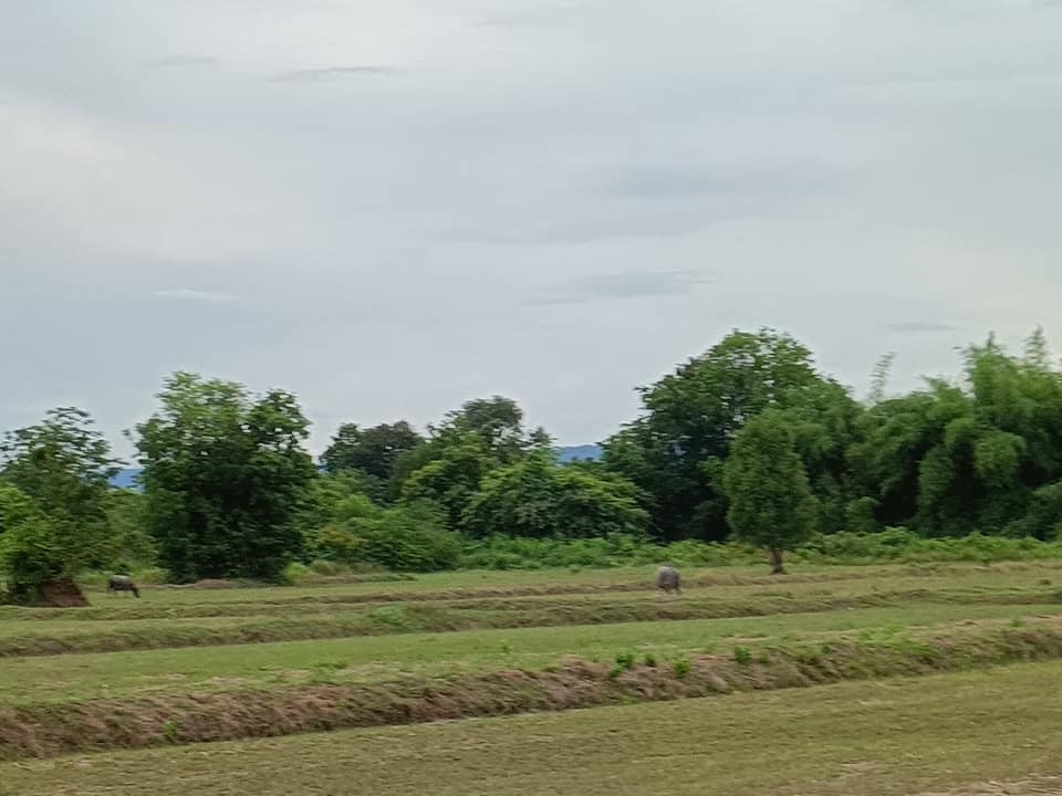 ที่ดินสวย แถวคลองชุมพล นาดี ปราจีนบุรี 9-2-73