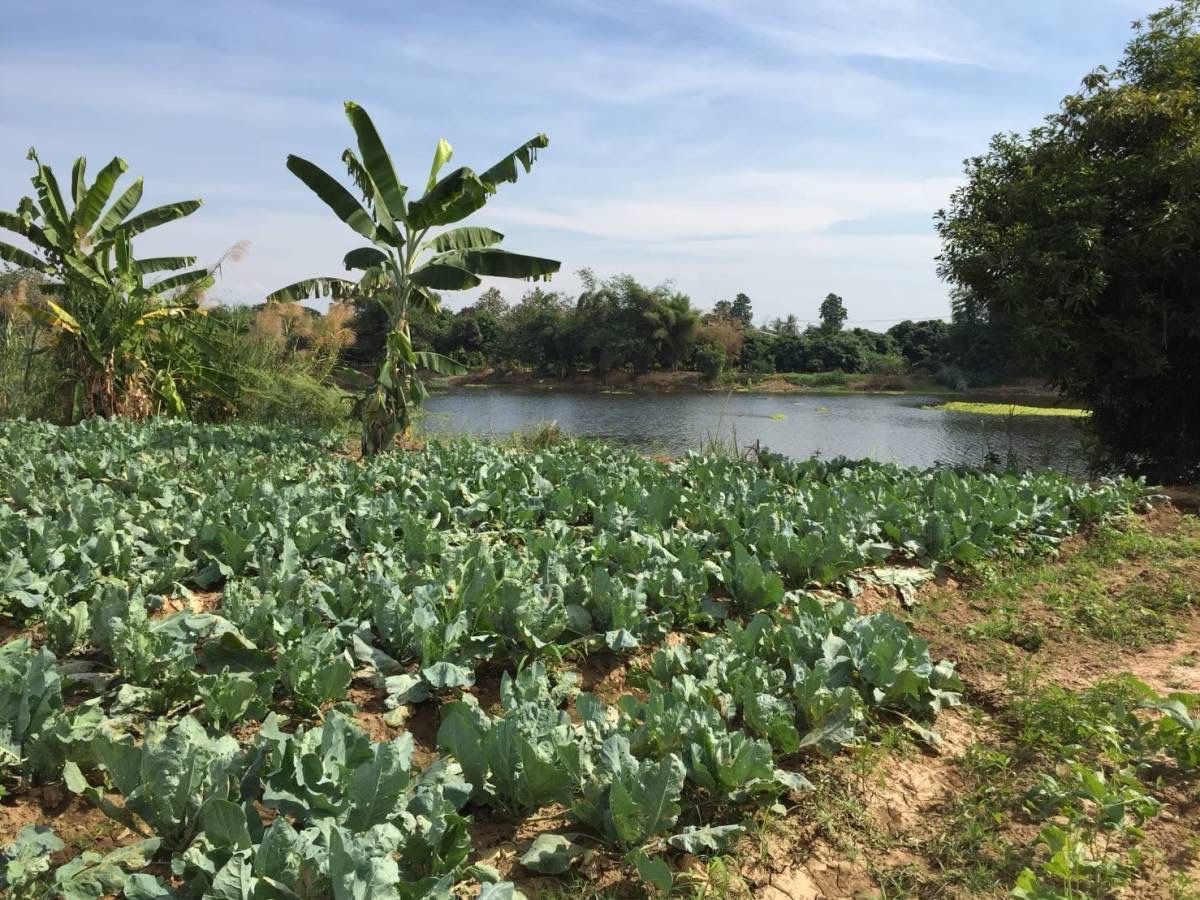 ขายที่ดิน สันป่าตอง เชียงใหม่ ติดถนน มีที่งอก