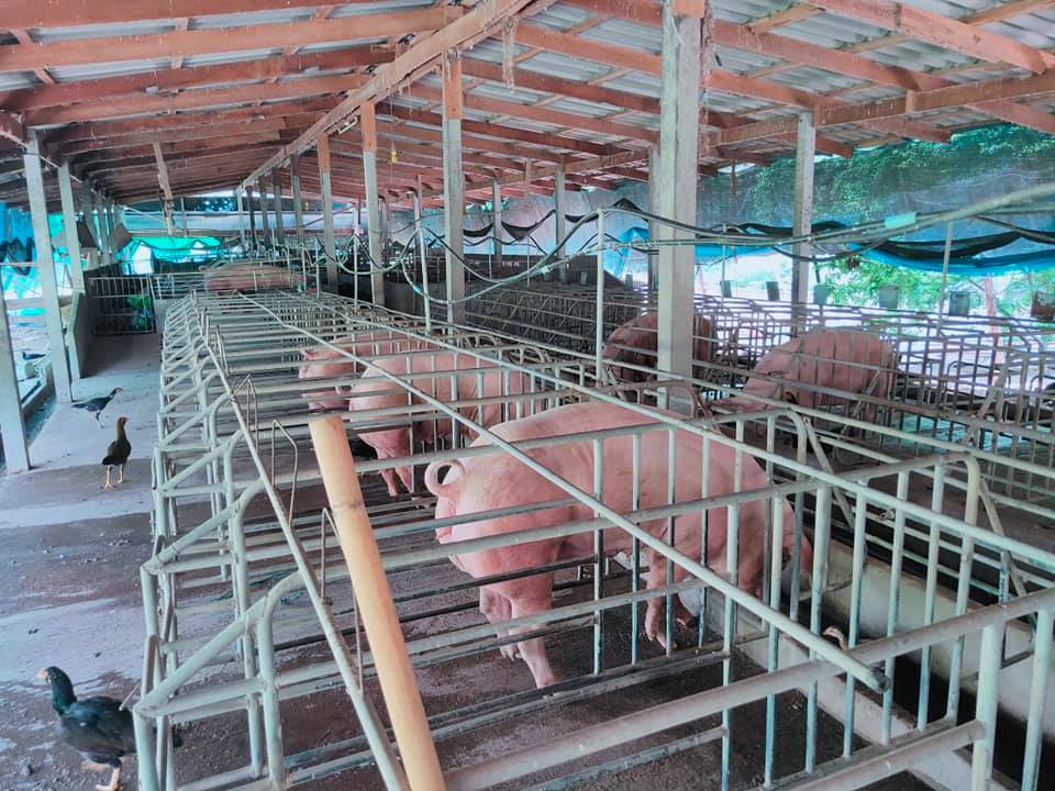 ฟาร์มหมู ราคาดี ตาก 6-0-47.7