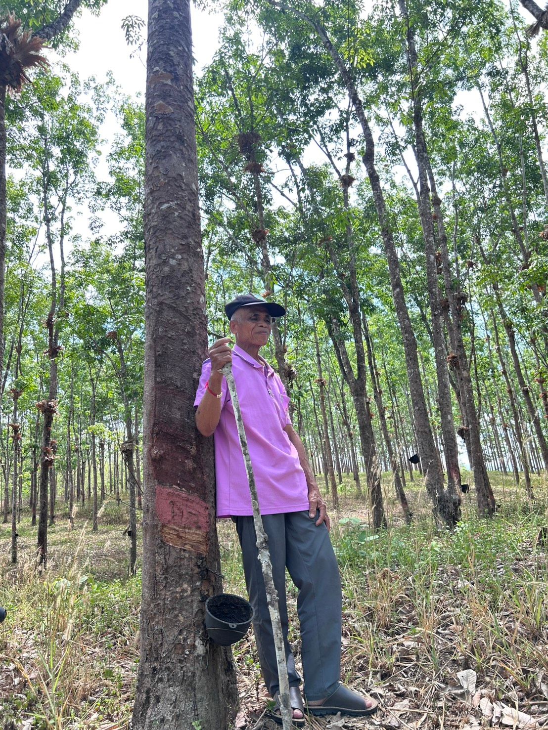 ขายสวนยาง ติดถนนคอนกรีต ใกล้ท่าข้าม