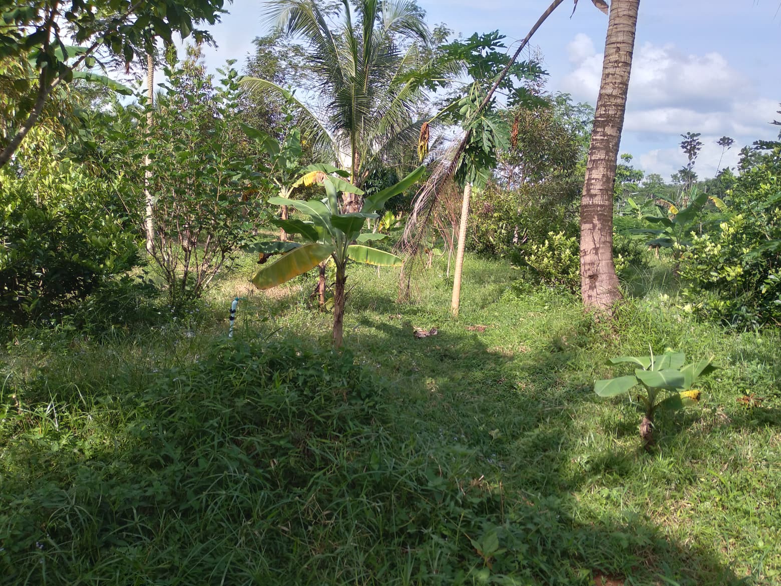 ที่ดินเปล่าแบ่งขาย เมืองตรัง 1-0-0