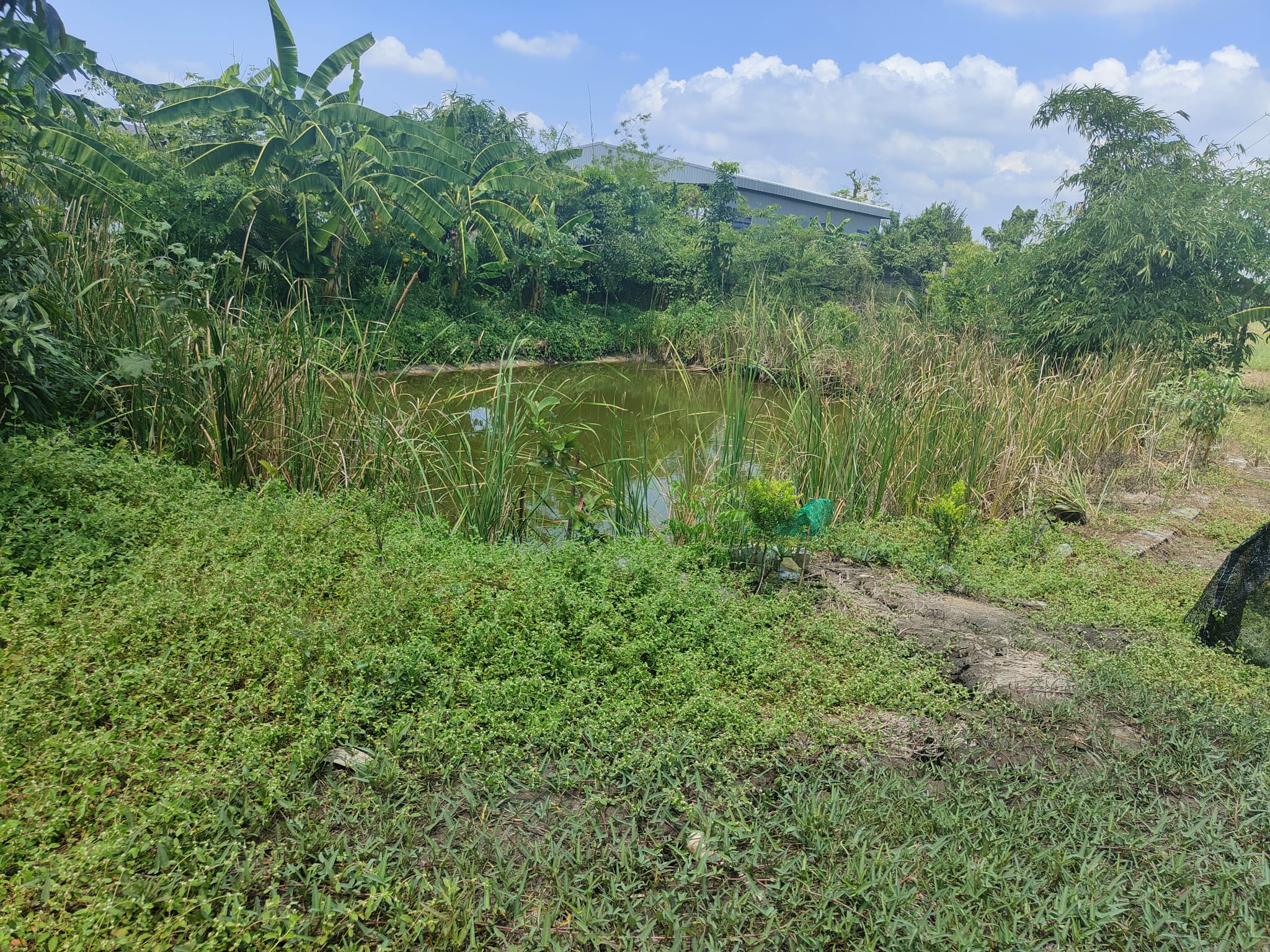 ขายที่ดินพร้อมสิ่งปลูกสร้าง ด้านในมีบ่อน้ำขนาดเล็ก 200 ตร.ว. อ.ลำลูกกา จ.ปทุมธานี