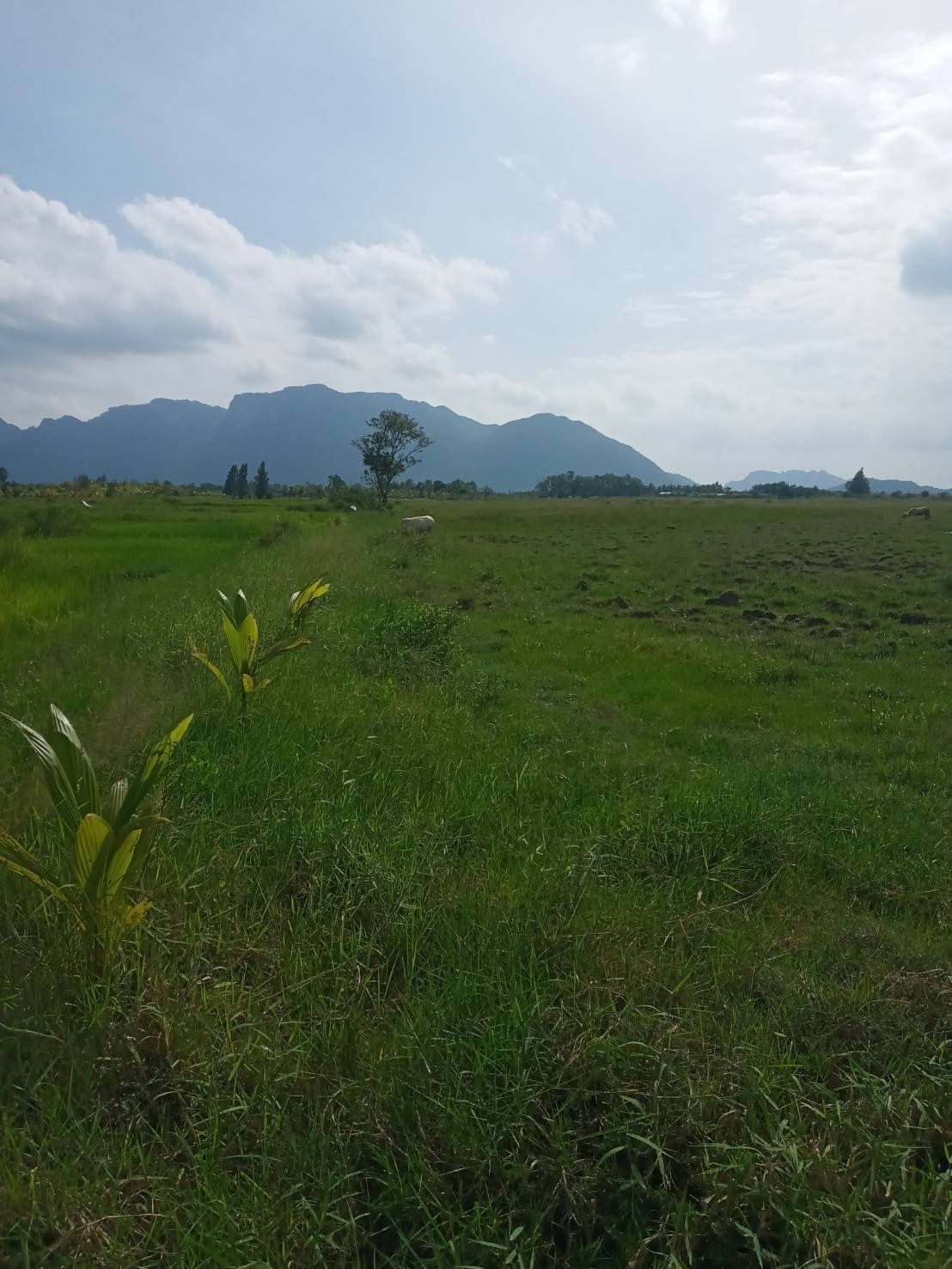 ขายที่ดินกุยบุรี ประจวบคีรีขันธ์ วิวภูเขา บรรยากาศดี