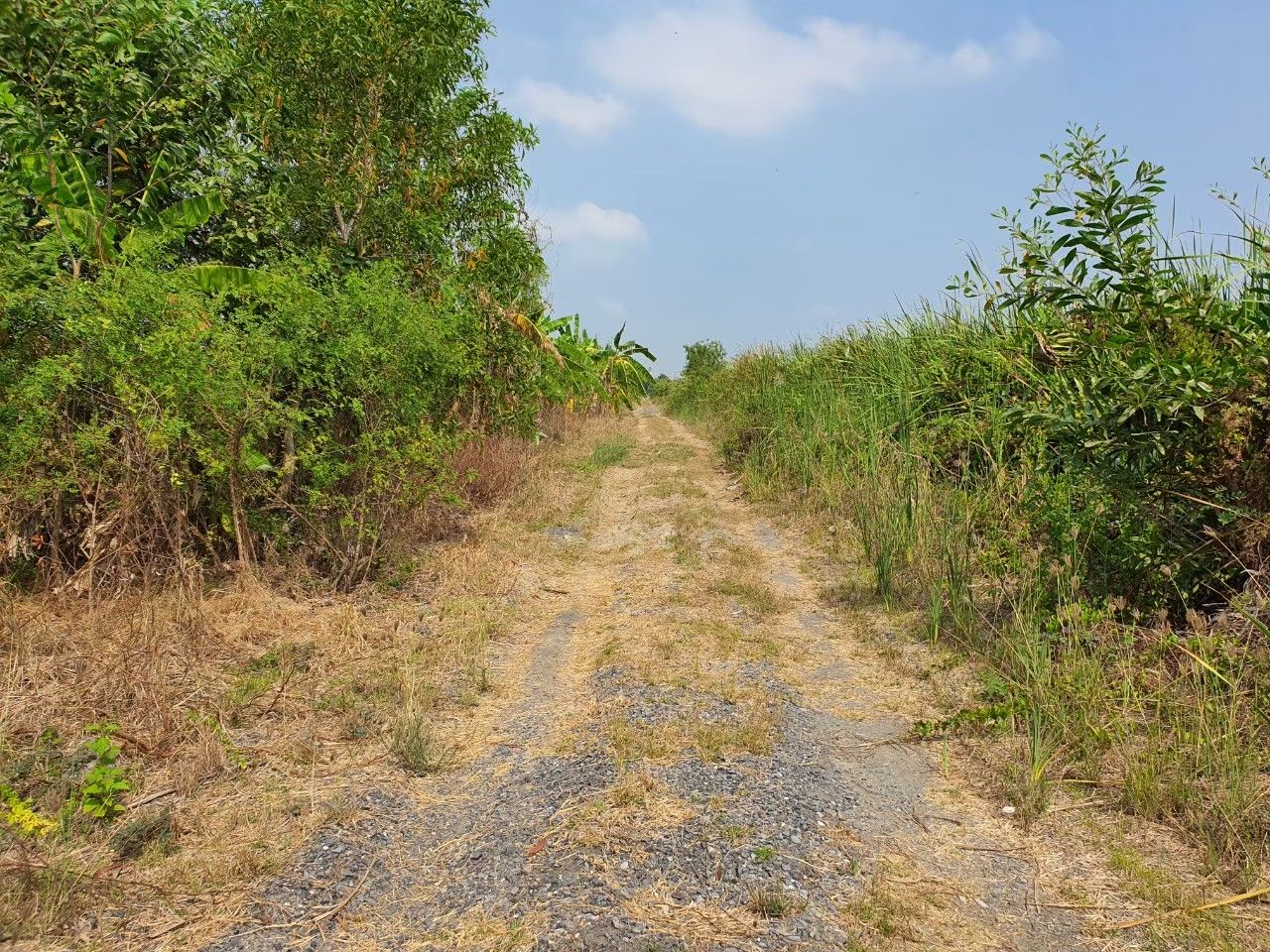 ขายที่ดินกรุงเทพฯ หนองจอก ที่ดินเปล่าแปลงสวย...200 ตรว. (มี 2 แปลง) เขตหนองจอก กทม.