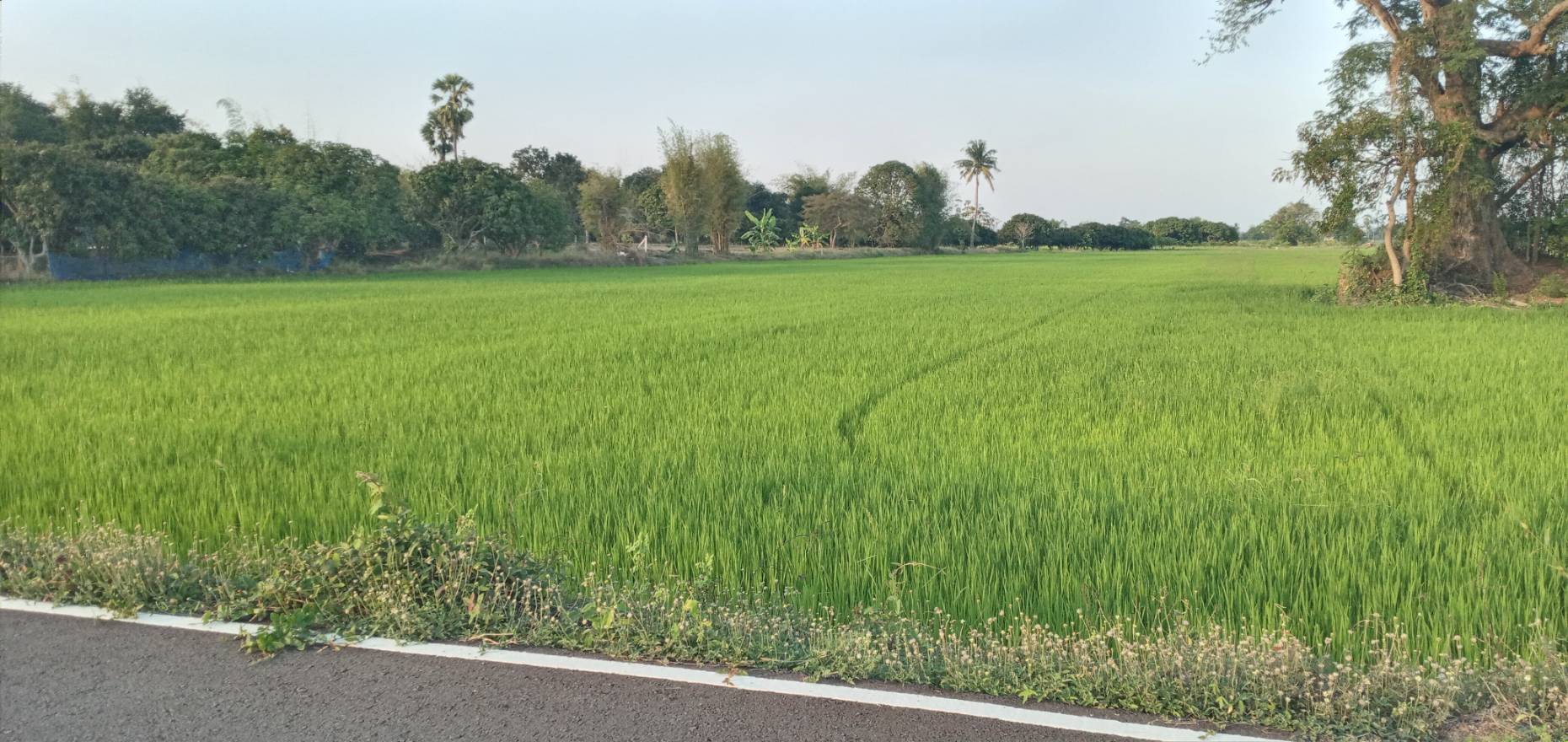 ที่นาทำเกษตร สุพรรณบุรี 9-2-56
