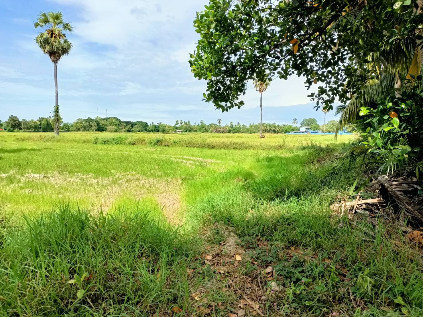 ที่ดินเปล่า ท่ายาง เพชรบุรี 