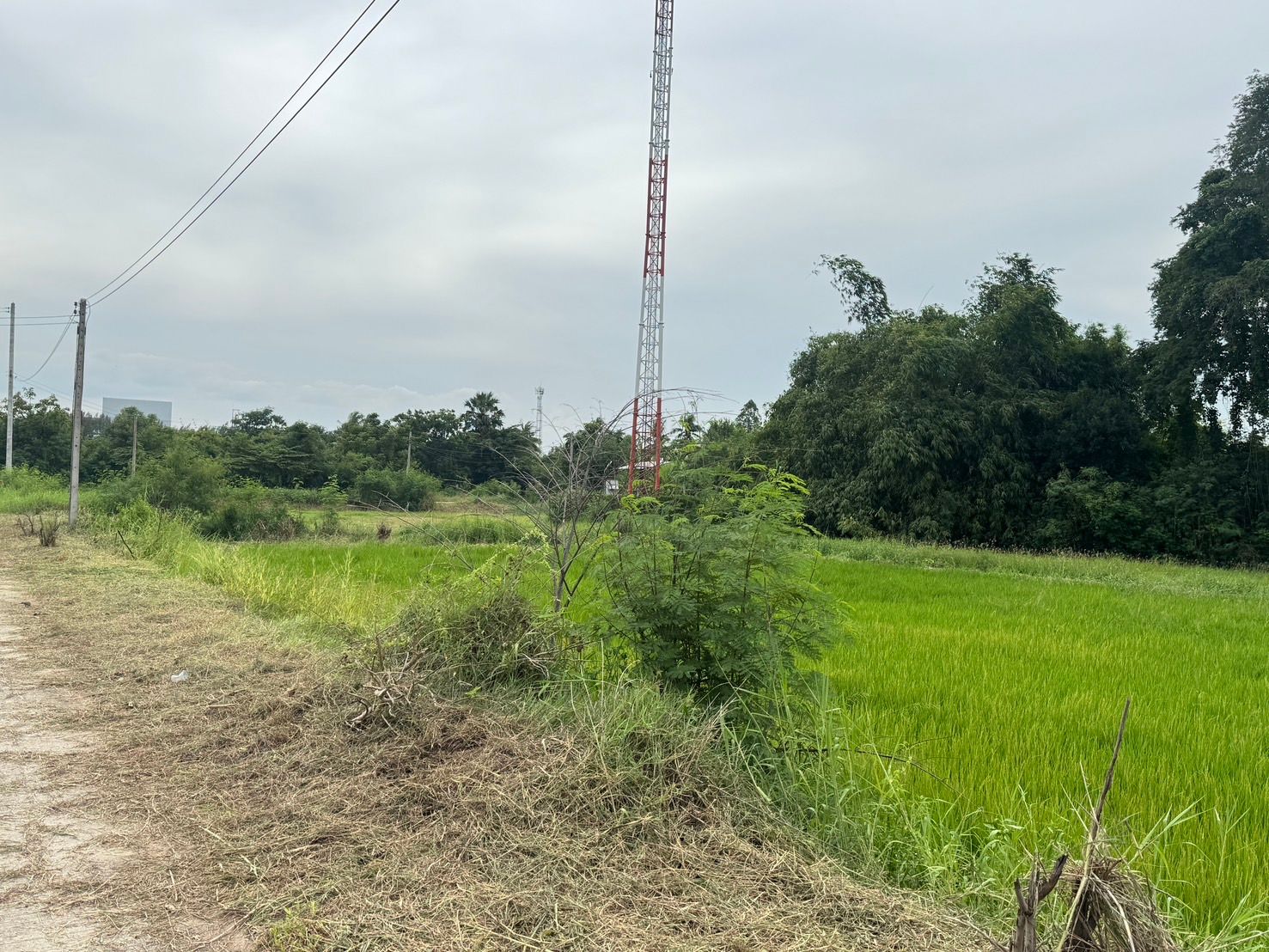 ขายที่ดินสุพรรณบุรี สามชุก ที่นา ติดทางสาธารณะ เดินทางสะดวก สาธารณูปโภคเข้าถึง 3-0-31 ไร่.