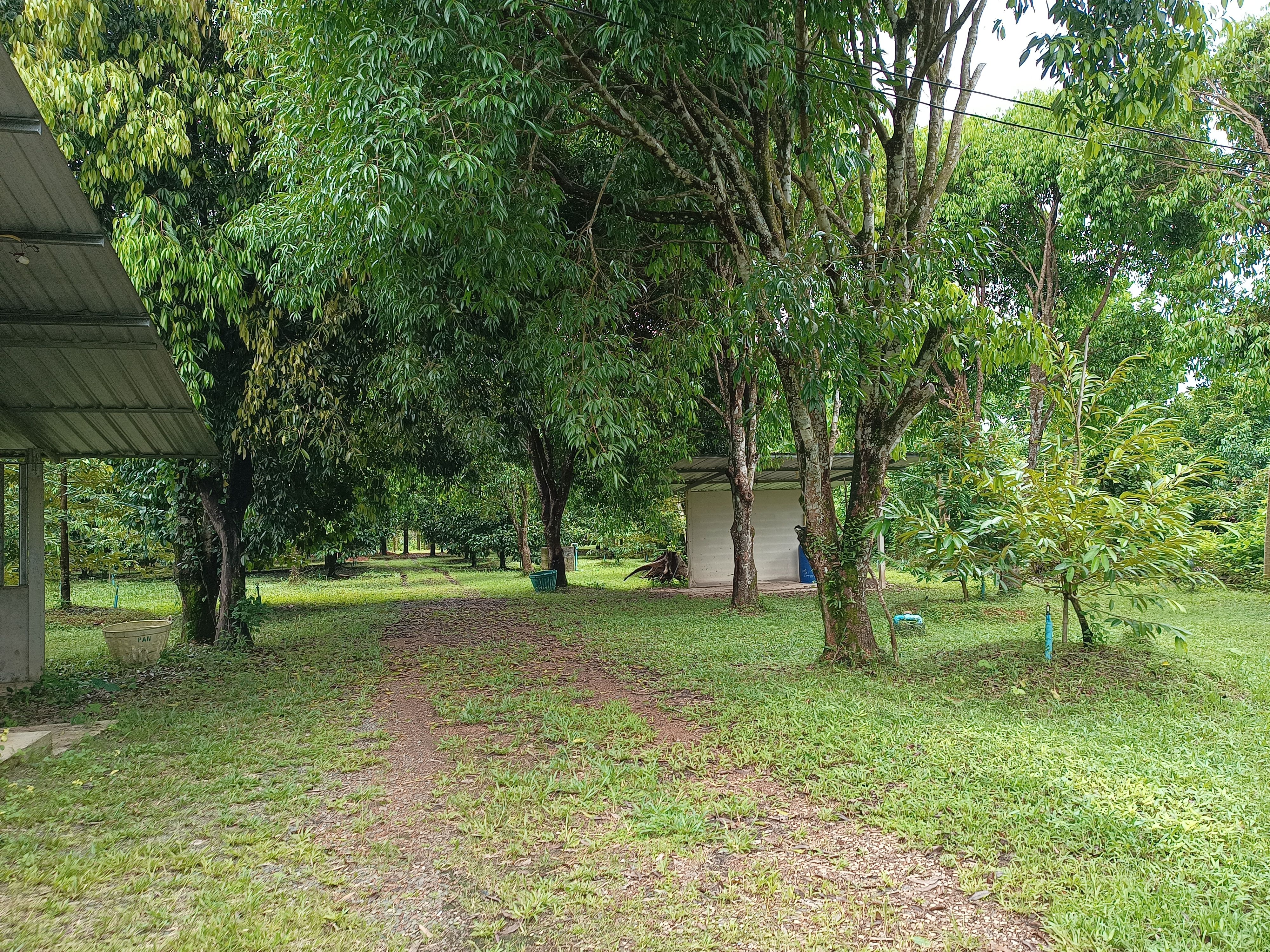 ขายที่ดินสวนทุเรียน ใกล้ตัวเมืองจันทบุรี
