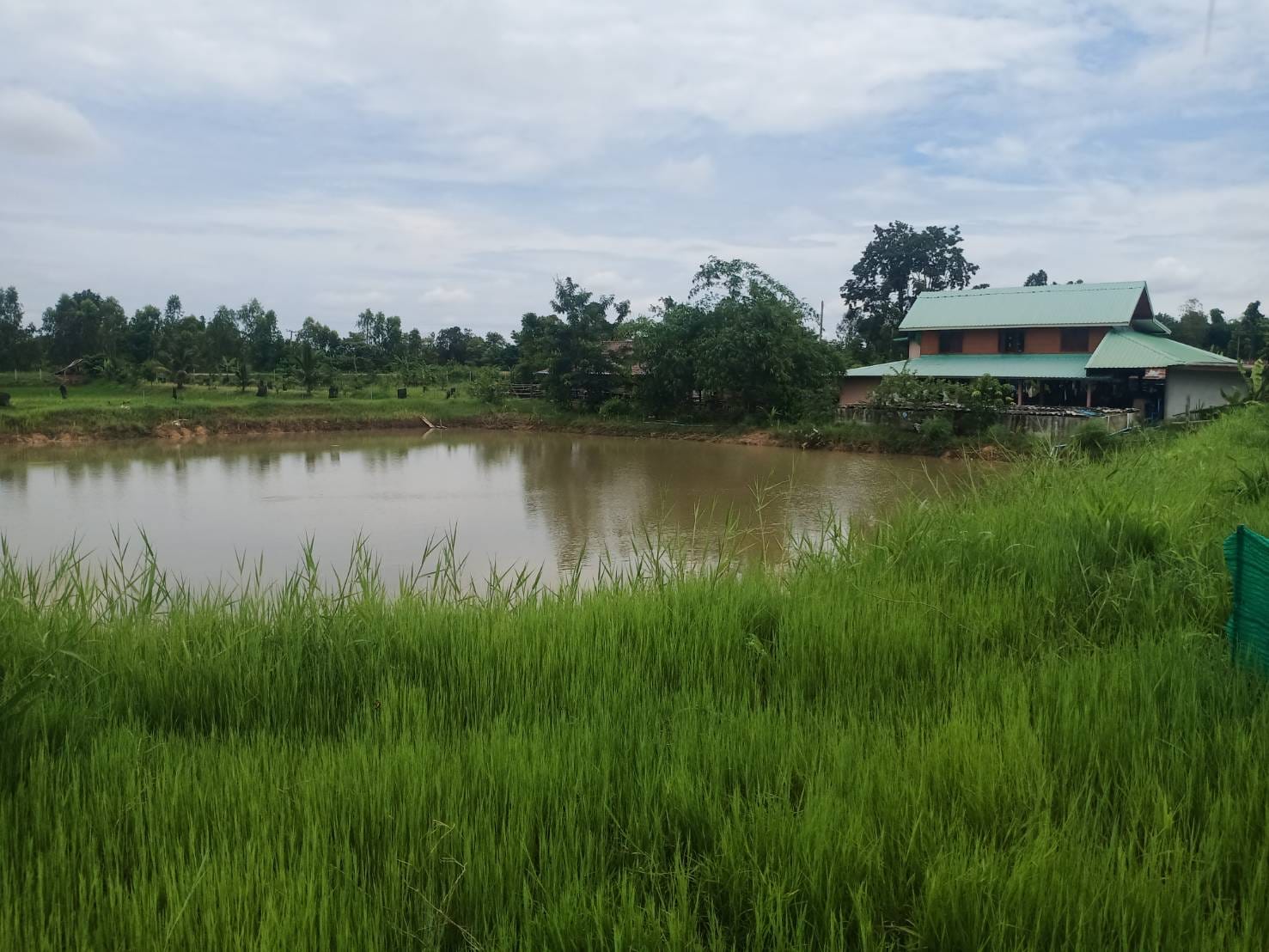 ที่ดินหนองนาพร้อมบ้าน กาฬสินธุ์ 8-3-74