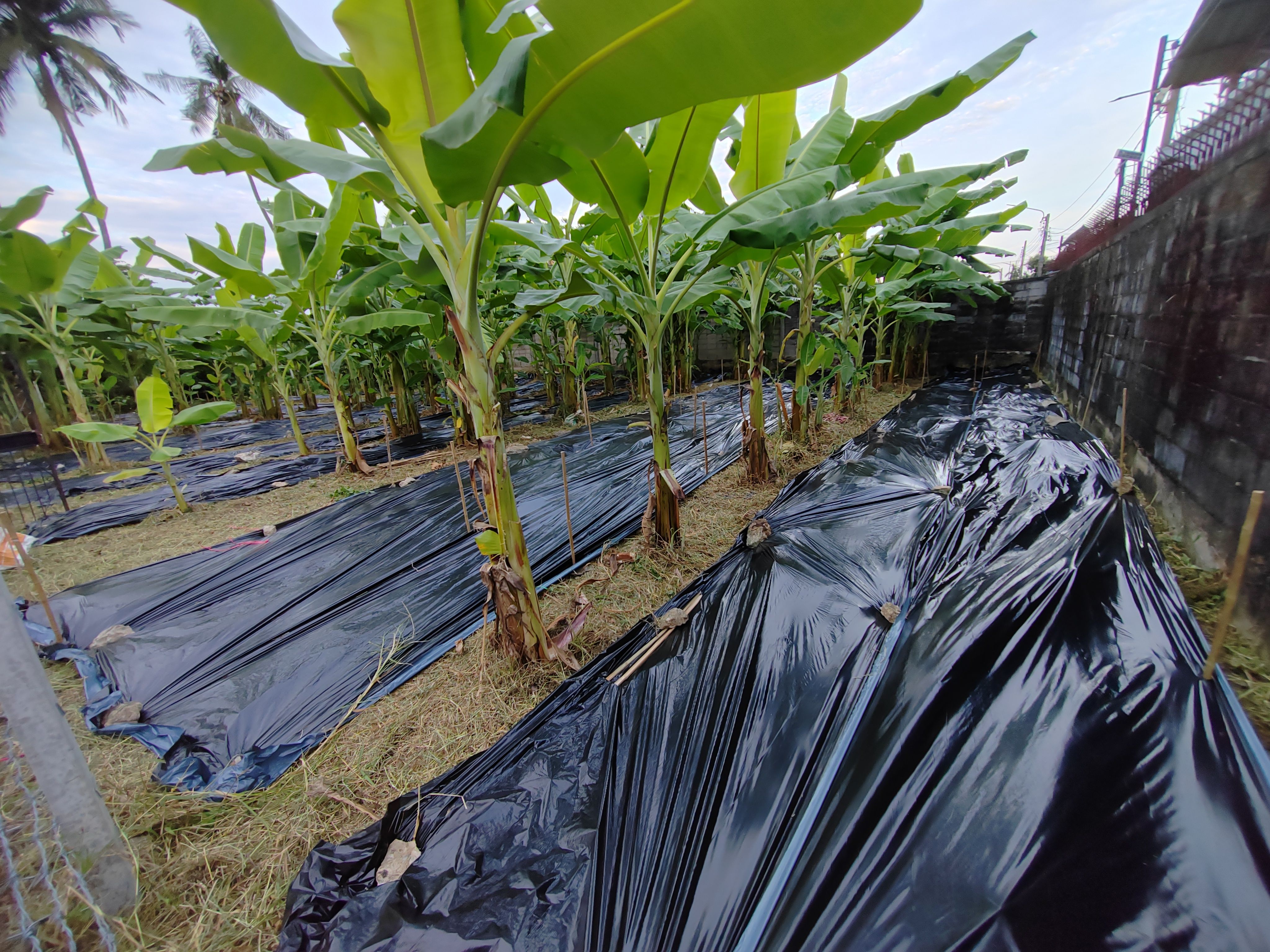 ขายที่ดินกรุงเทพ บางแค ที่เปล่า​ 146​ ตรว.