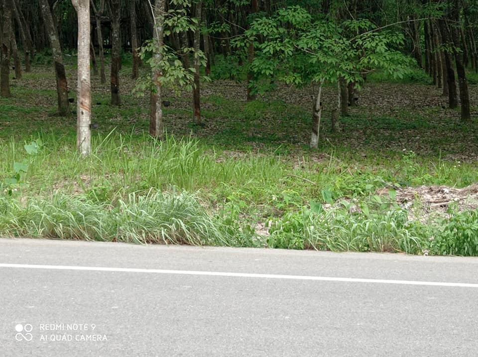  ที่ดินพร้อมสวนยางพารา​ น่าน 5-2-43