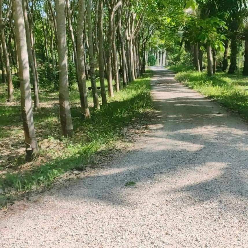 ที่ดินสวนยางพารา🌳 เป็นที่ราบ สวนอยู่ติดถนน 2 ด้าน อายุยางประมาณ 10 ปี ยางประมาณ 400 ต้น ยางตัดรอบละ 300 โล 