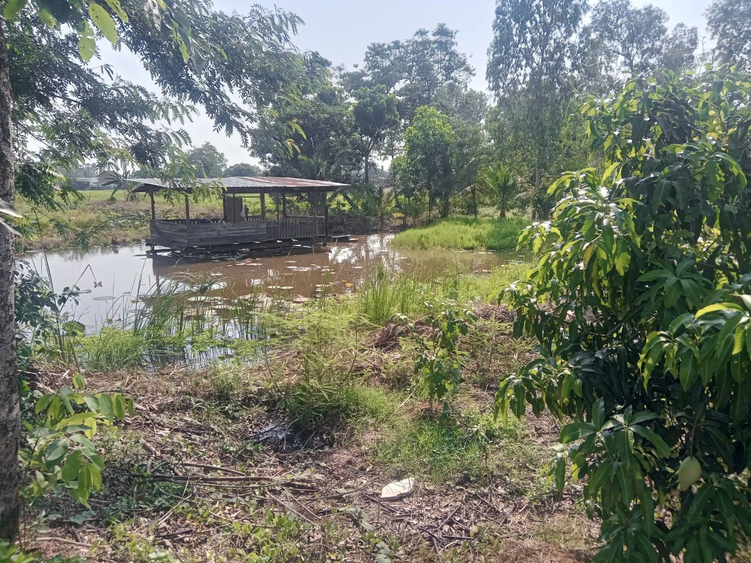 ขายที่ดินติดสระน้ำสาธารณะ มะขามสูง