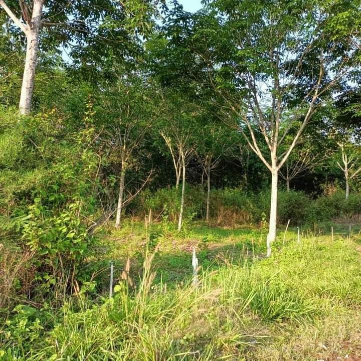 สวนยาง เพ็ญ อุดรธานี 17-0-41
