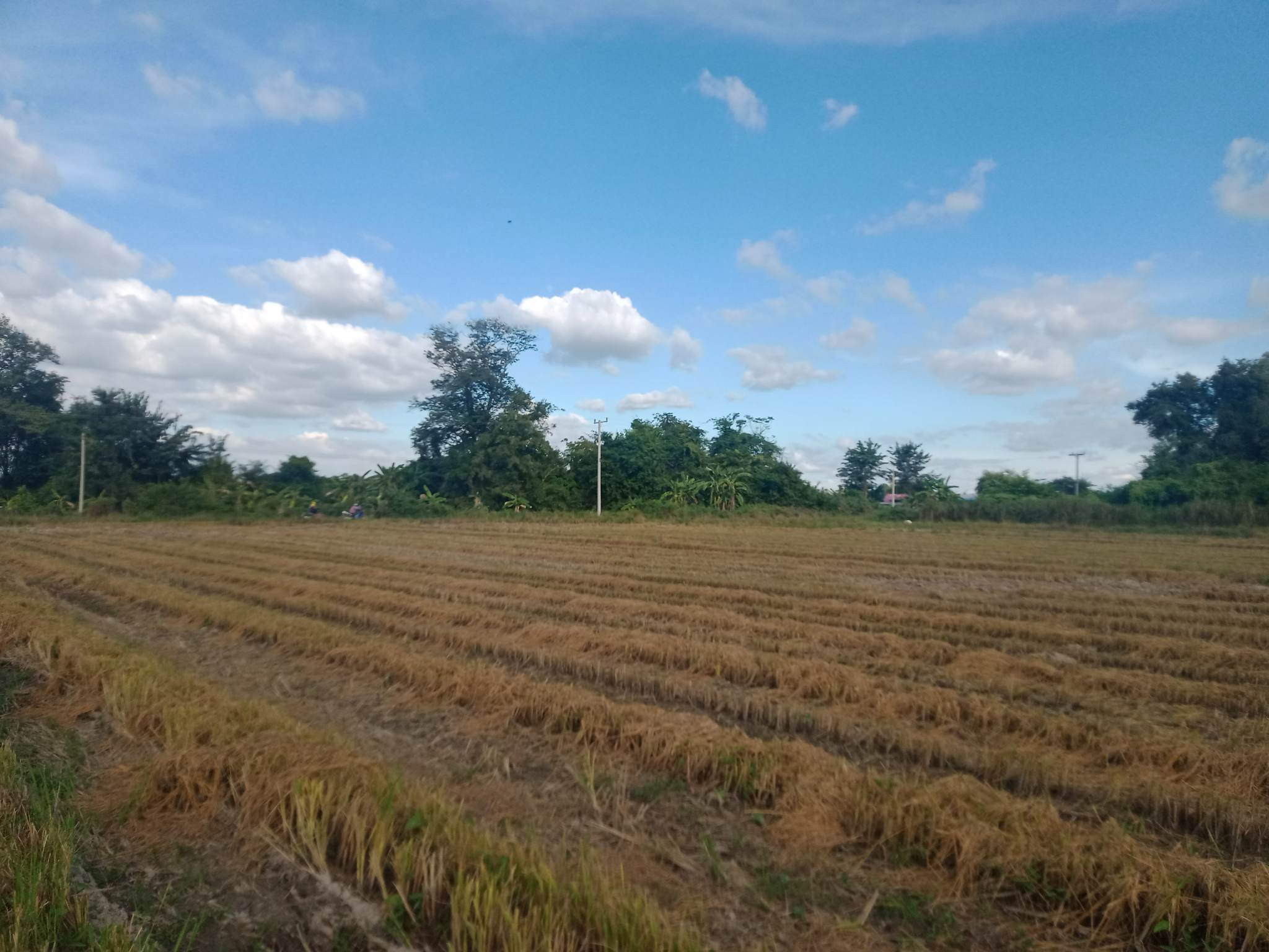 ที่ดินเปล่านครสวรรค์ จ.นครสวรรค์ อ.ลาดยาว 19-0-68 ไร่