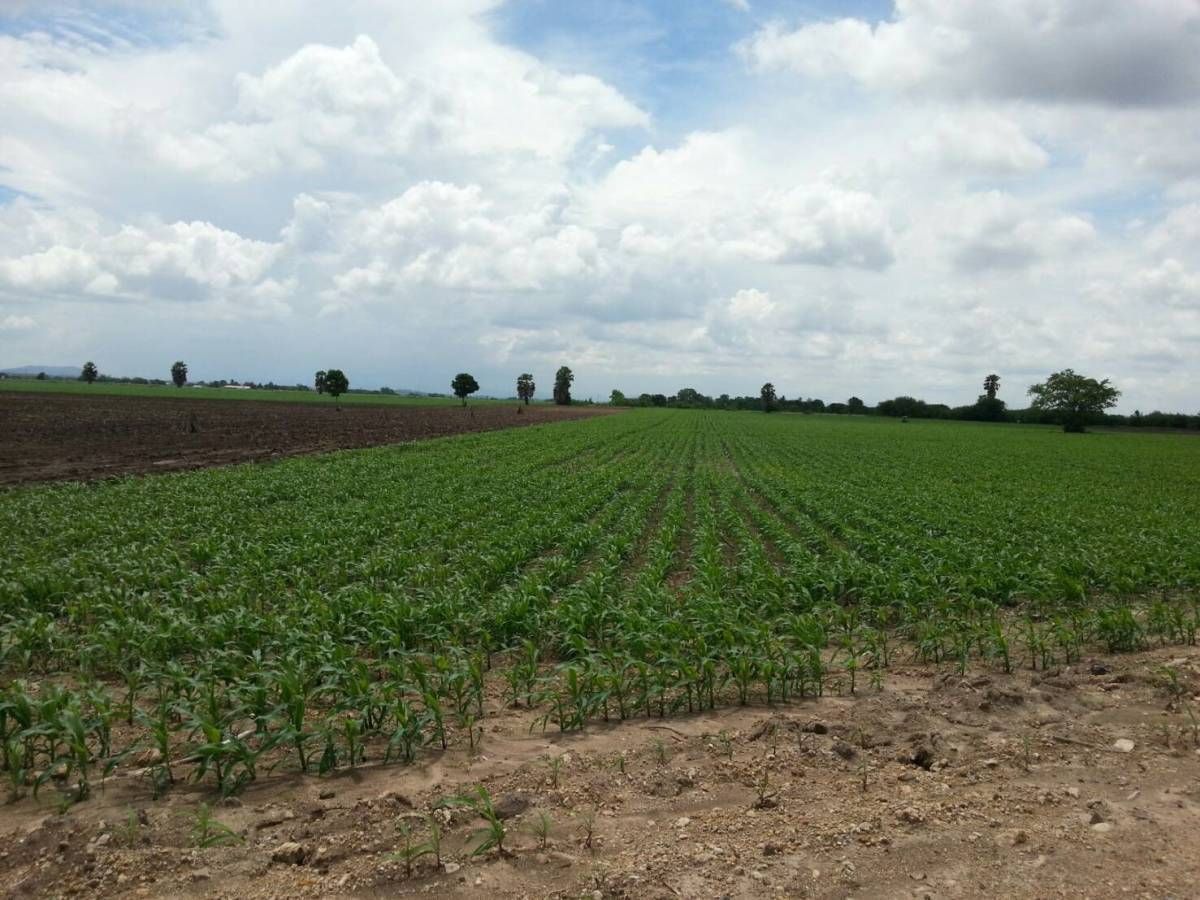 ขายที่ดินพัฒนานิคม ลพบุรี