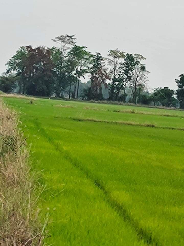 ที่ดินเปล่า หมู่บ้านเนินพยอม อ.บรรพตพิสัย จ.นครสวรรค์ 36-3-40 ตร.ว.