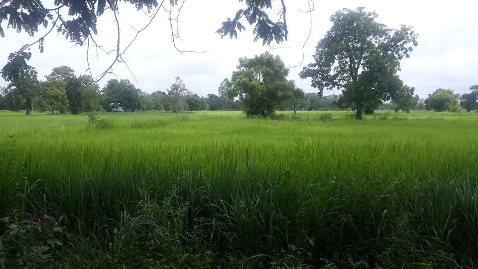 ขายที่ดิน มหาสารคาม 1 ไร่