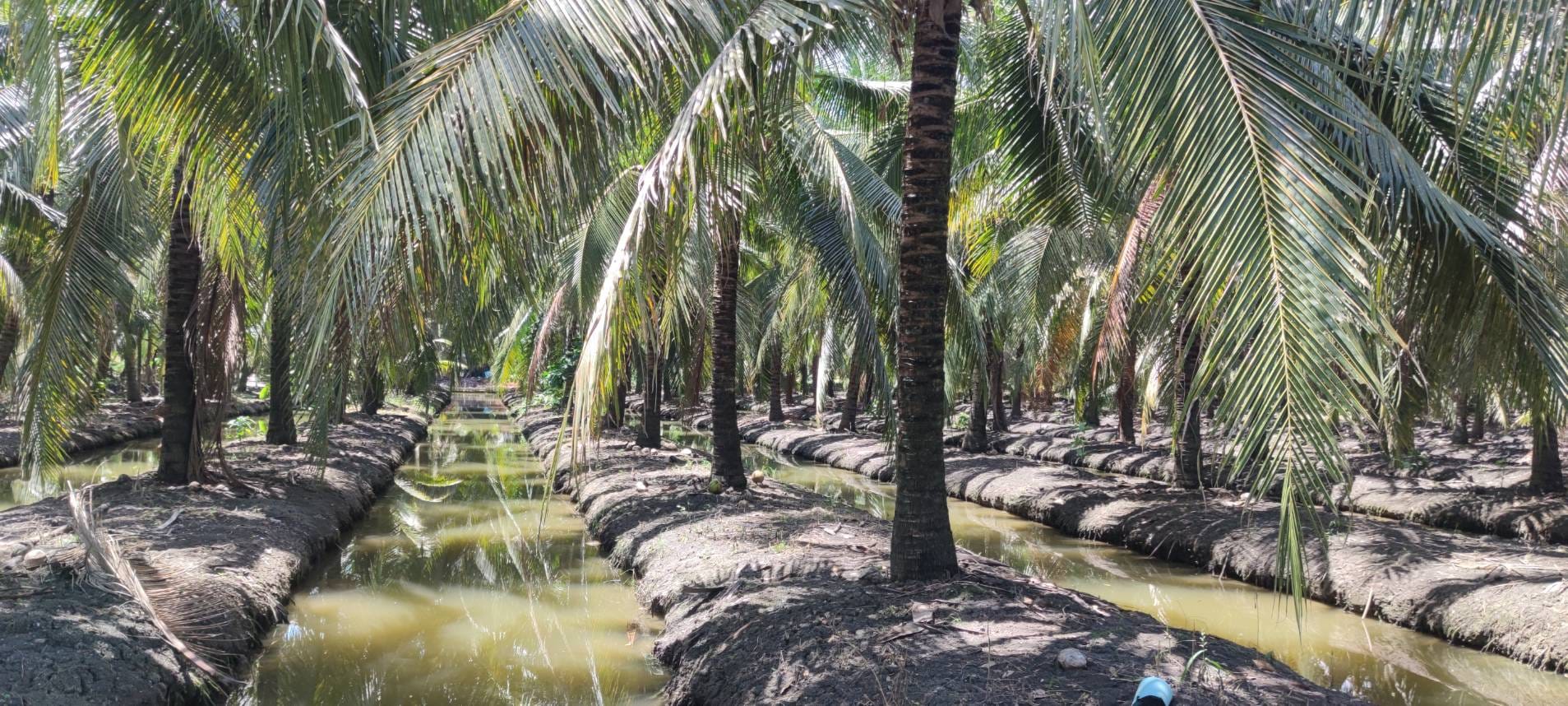 ขายที่ดินพร้อมสวนมะพร้าว
