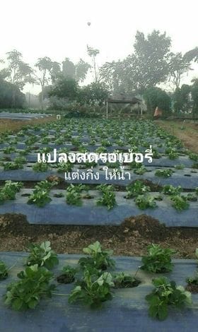 ขายที่ดินบ้านสวนแม่แตง เชียงใหม่