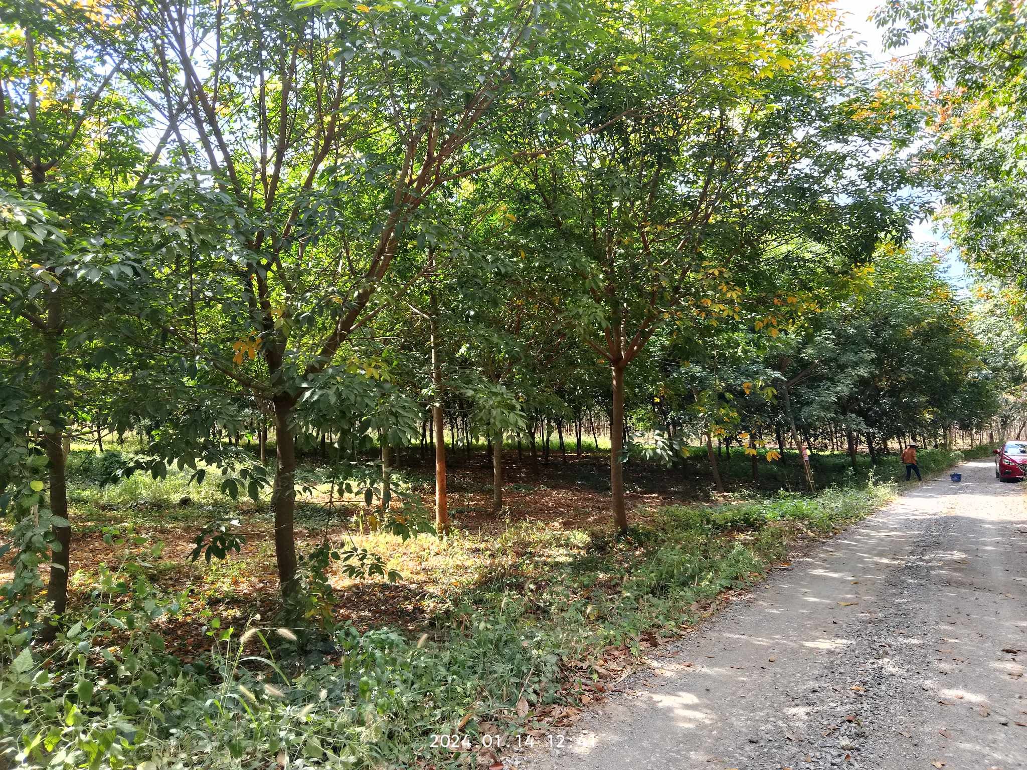 ขายที่ดินพร้อมสวนยาง(เตรียมเปิดหน้ากรีด)