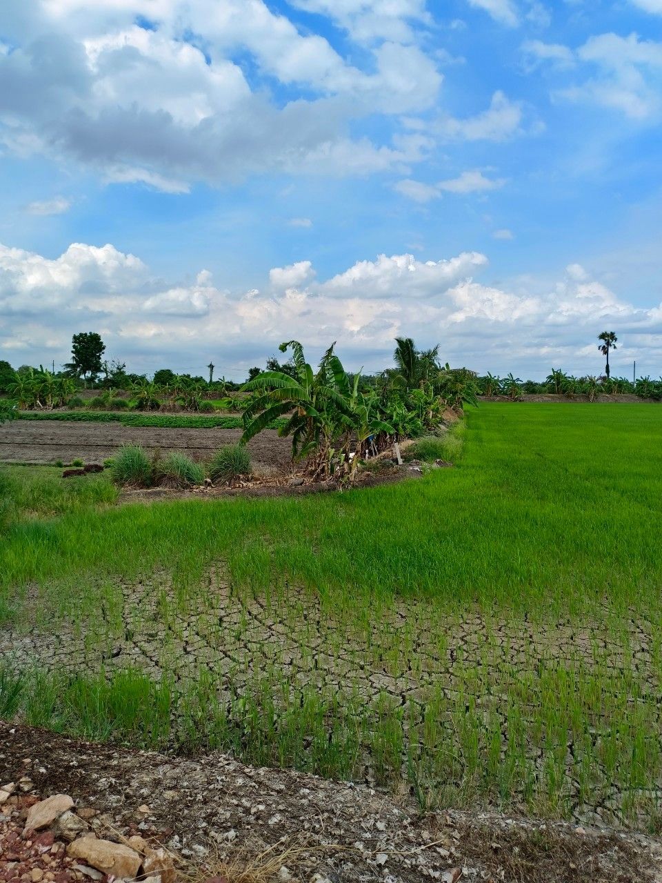 ขายที่ดิน ติดคลองริมน้ำ ติดถนนซอย บรรยากาศบ้านสวนน่าอยู่อาศัย/ทำร้านคาเฟ่ 