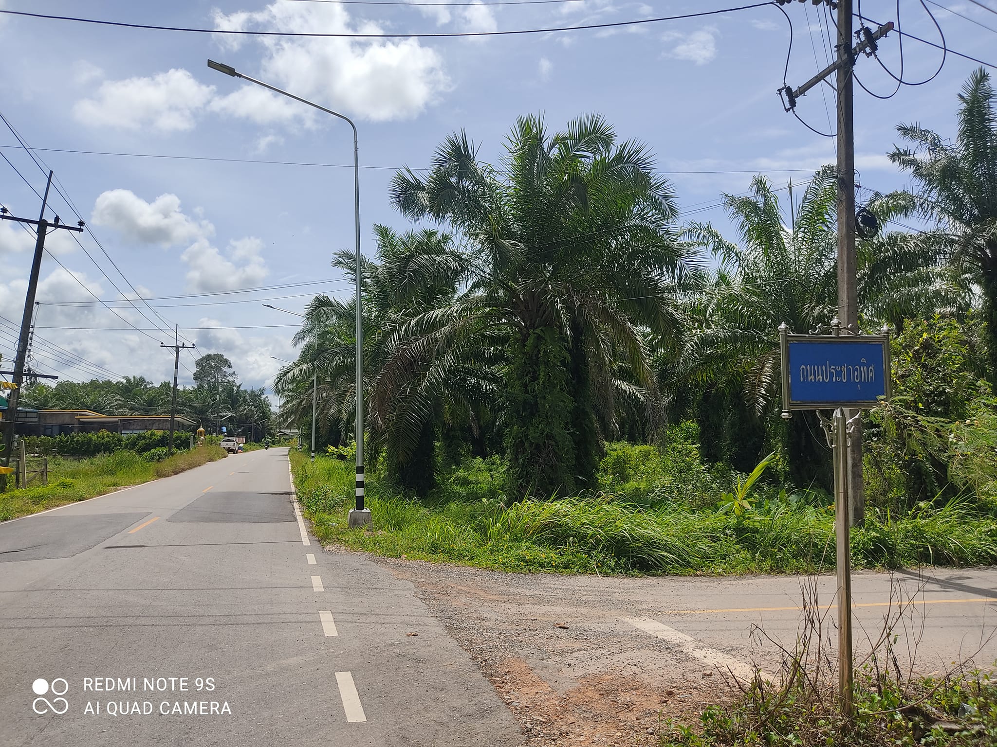 ที่สวนปาล์มทำเลทองติดถนนดำ อ.เมืองชุมพร จ.ชุมพร 5-3-76 ไร่