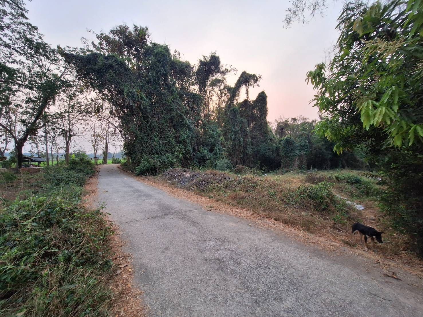 ขายที่ดินบ้านแพะดอนตัน ตำบลชมพู อำเภอเมืองลำปาง