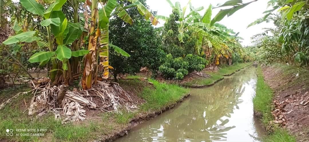 ขายที่ดินสวนผลไม้​ อ.ไทรน้อย​ จ.นนทบุรี