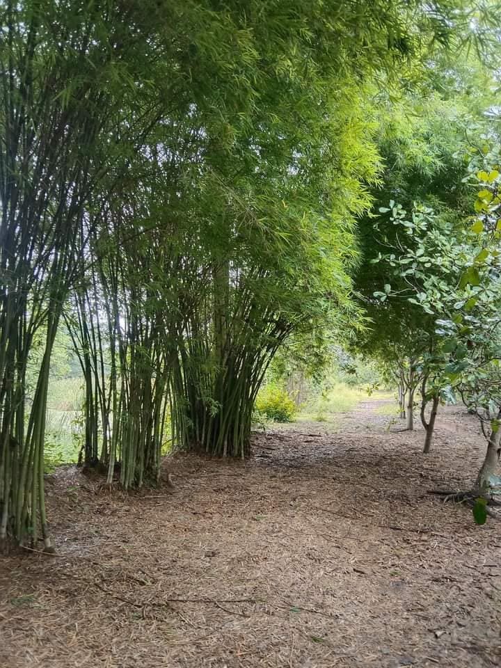 ที่ดินแปลงสวย พร้อมสวนมะม่วงหิมพานต์ อุตรดิตถ์ 9-3-51