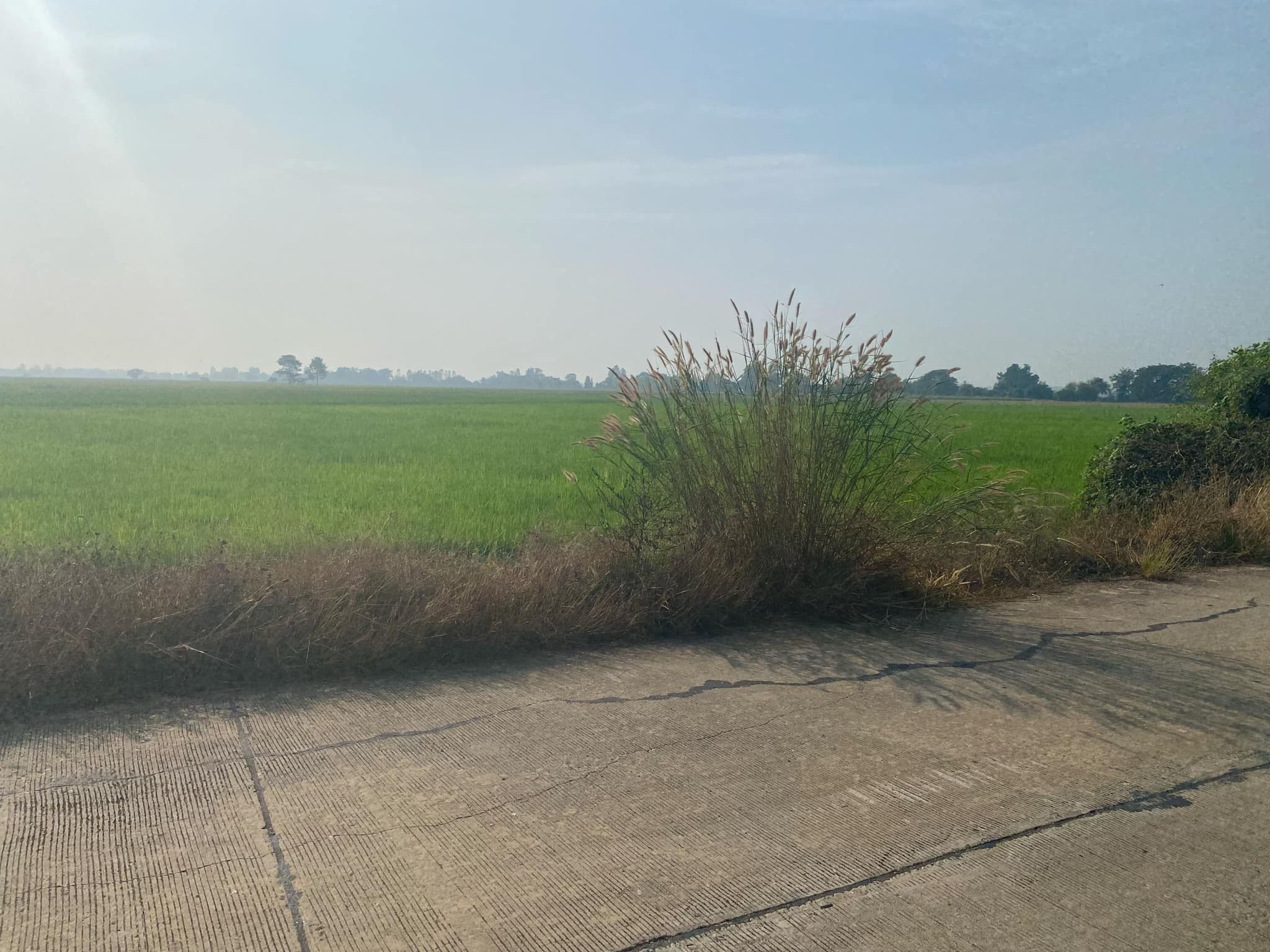 ขายที่ดินชัยนาท อำเภอเมือง ที่ดินเปล่า