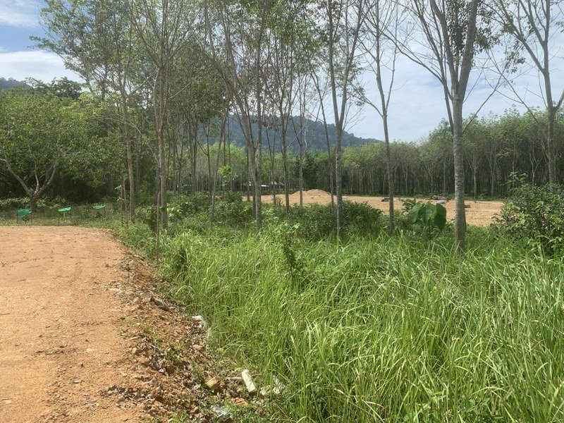 ที่ดินป่าคลอก ถลาง ภูเก็ต เนื้อที่ 1 ไร่ 
