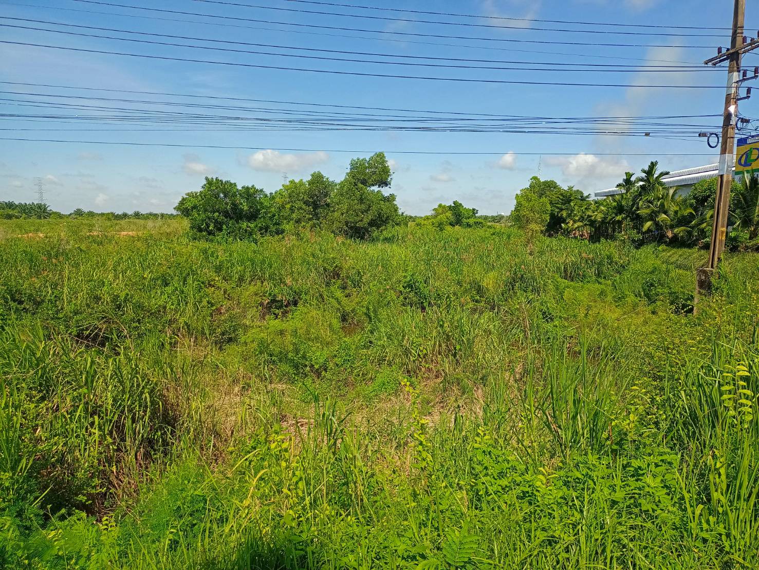 ขายที่ดิน บ้านนาเดิม สุราษฎร์ธานี 3-0-26 ไร่
