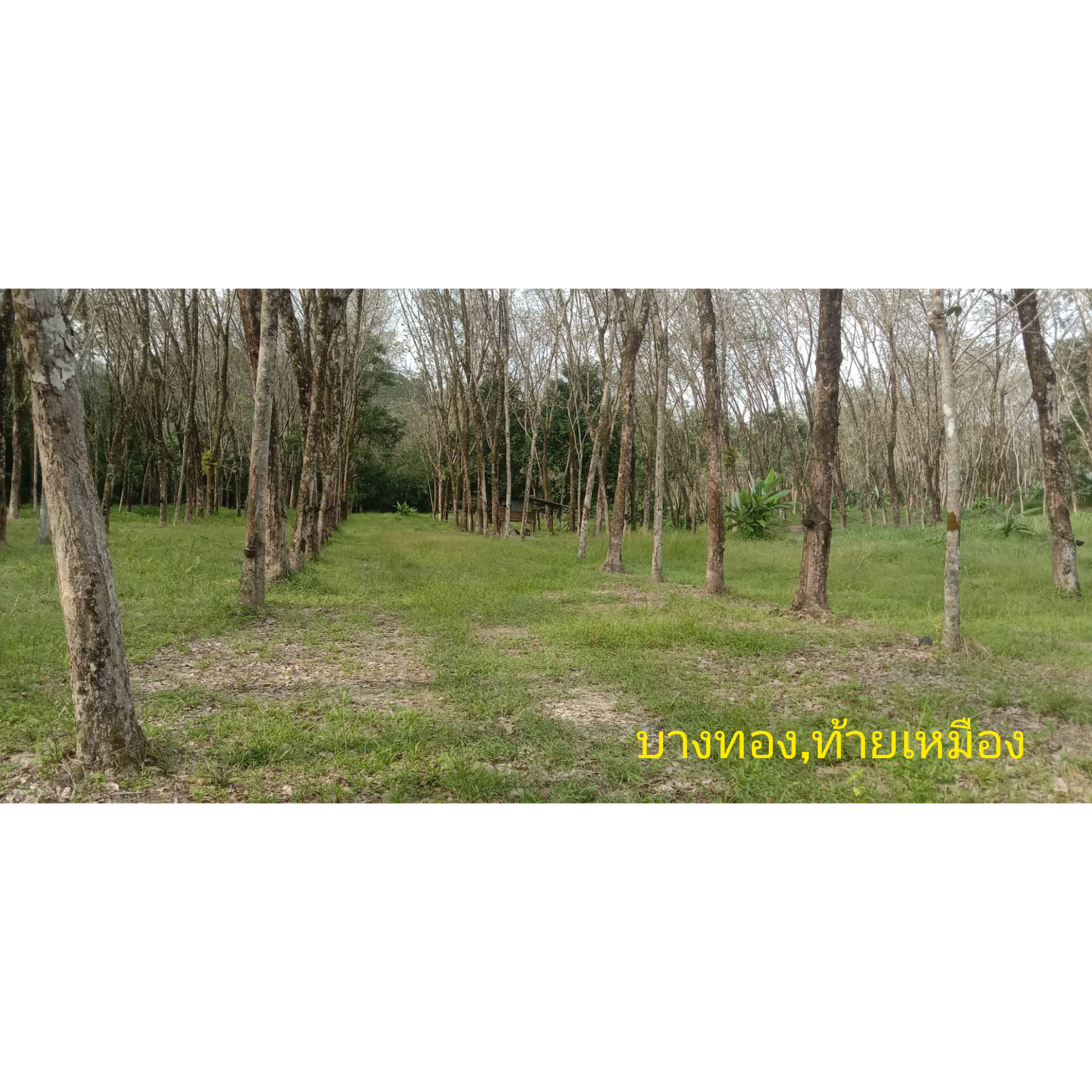 ที่ดิน บางทอง,ท้ายเหมือง พังงา 8-1-55.3