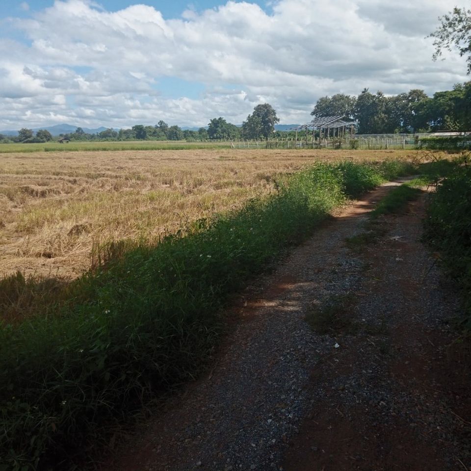 ที่ดินทุ่งนา แพร่ 3-3-85 ไร่