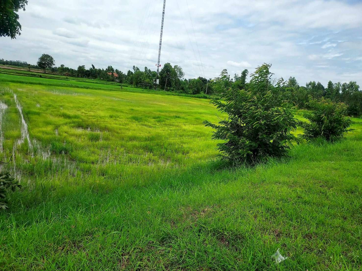 ขายที่ดินร้อยเอ็ด จังหาร ติดกับทางหลวงชนบท รอ 3044