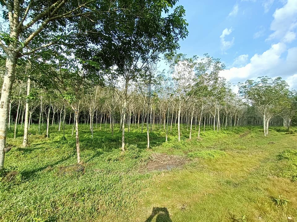 ขายที่ดิน จ.อุบลราชธานี อ.เดชอุดม 2-2-17.7 ไร่