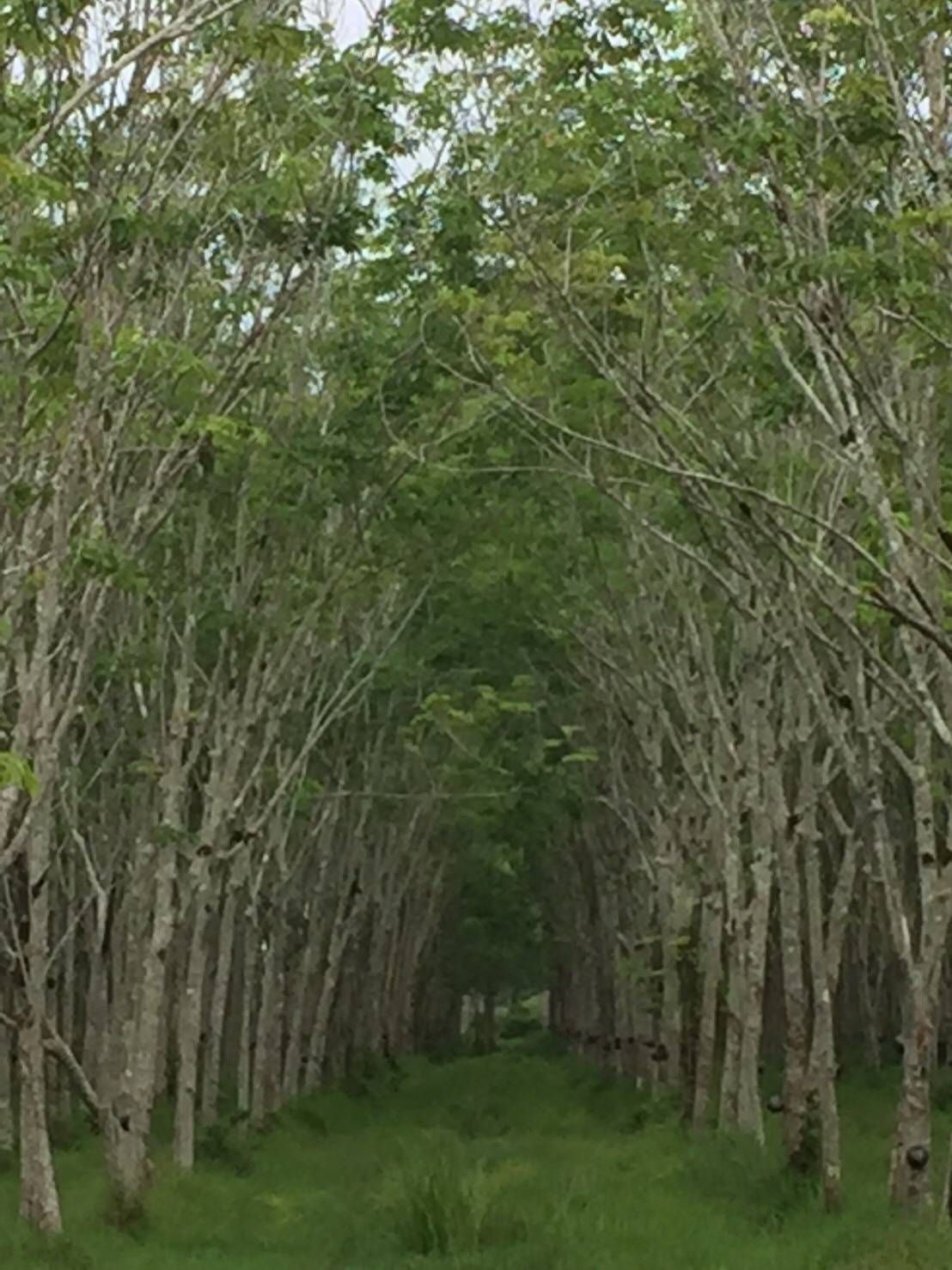 ขายที่ดินพัทลุง อำเภอเขาชัยสน ที่แปลงสวย เป็นสวนยางพารา