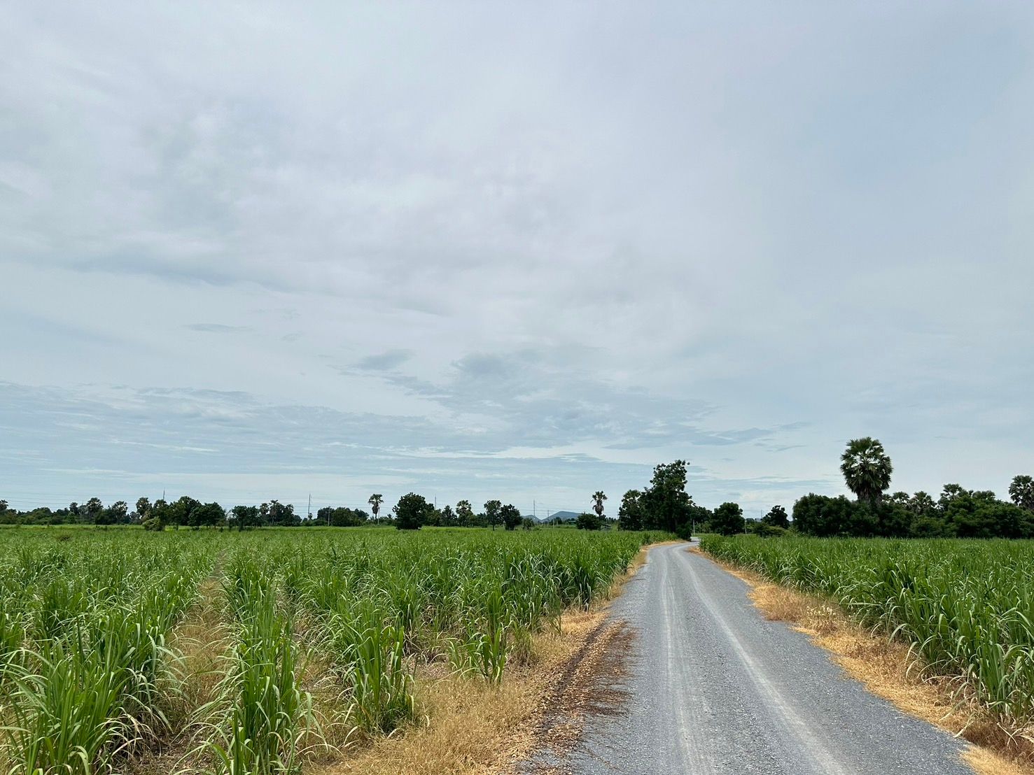 ขายที่ดินกาญจนบุรี อำเภอห้วยกระเจา ที่ดินแปลงสวย สาธารณูปโภคเข้าถึง ขอเพิ่มเติมได้ ติดมหาวิทยาลัยเวสเทิร์น และชุมชน