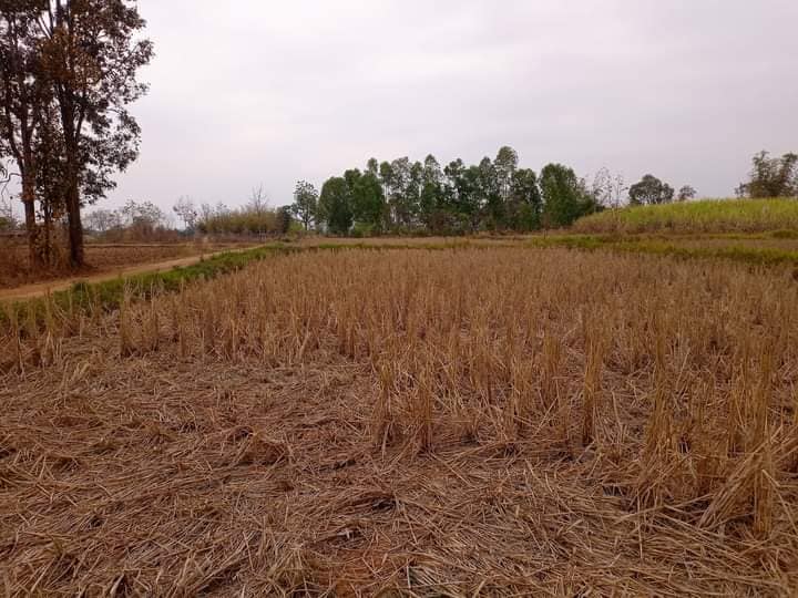 ที่ดินเปล่าแปลงสวย เมืองหนองบัวลำภู 2-3-17.9