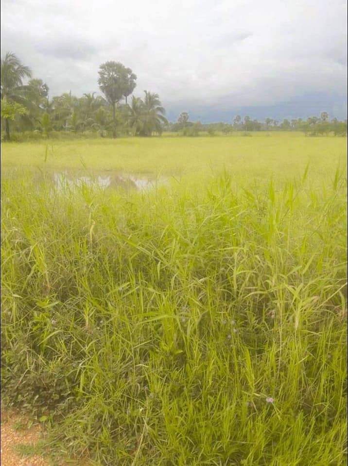 ที่ดินทุ่งนา หัวไทร นครศรีธรรมราช 2-1-72 ไร่