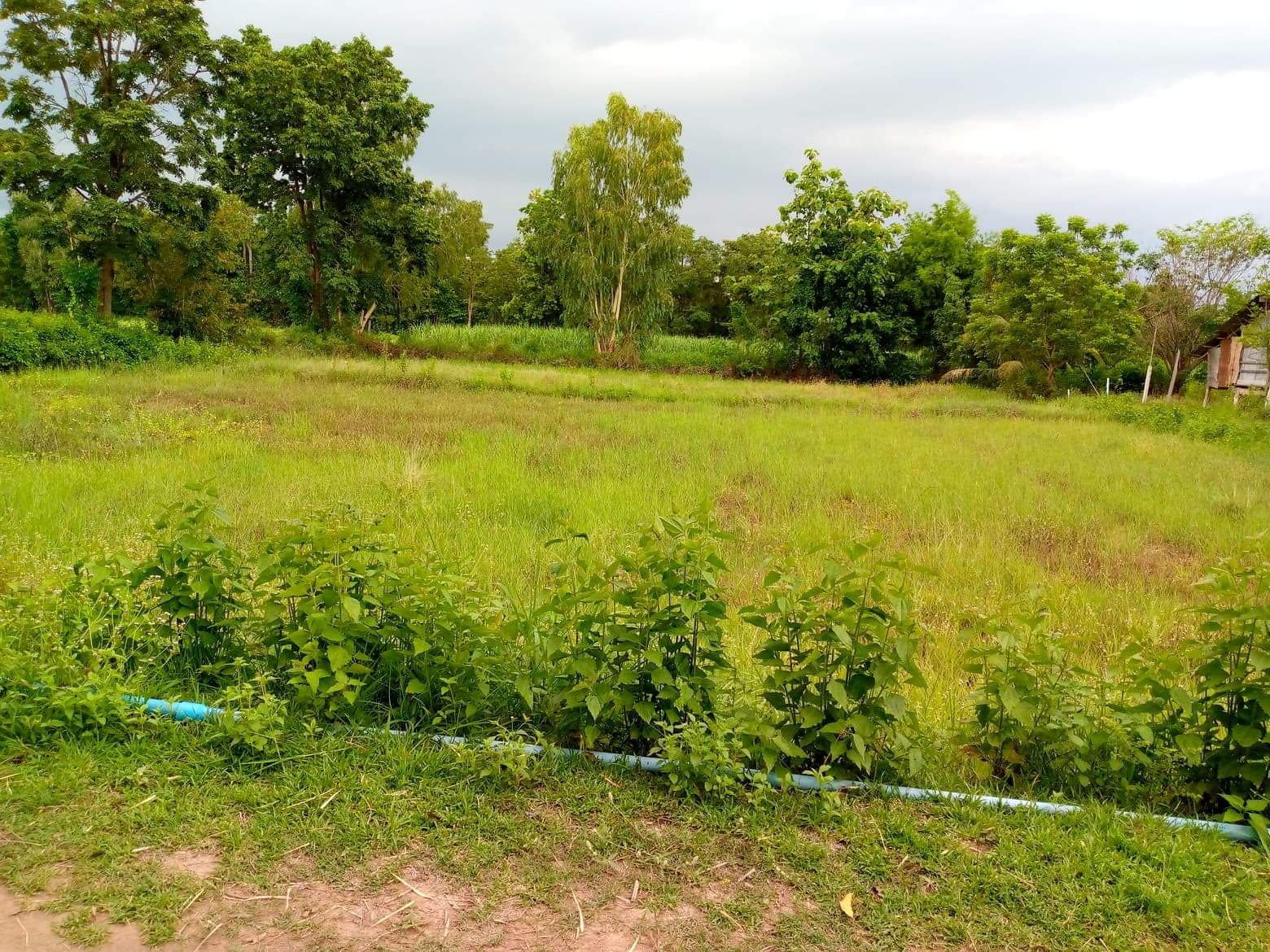 ที่ดินเปล่า อ.เมืองหนองบัวลำภู จ.หนองบัวลำภู 4-3-55