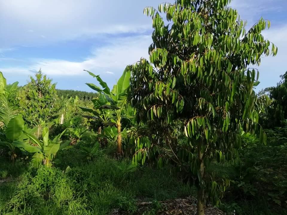 ขายที่ดิน จันทบุรี 2-3-94 ไร่
