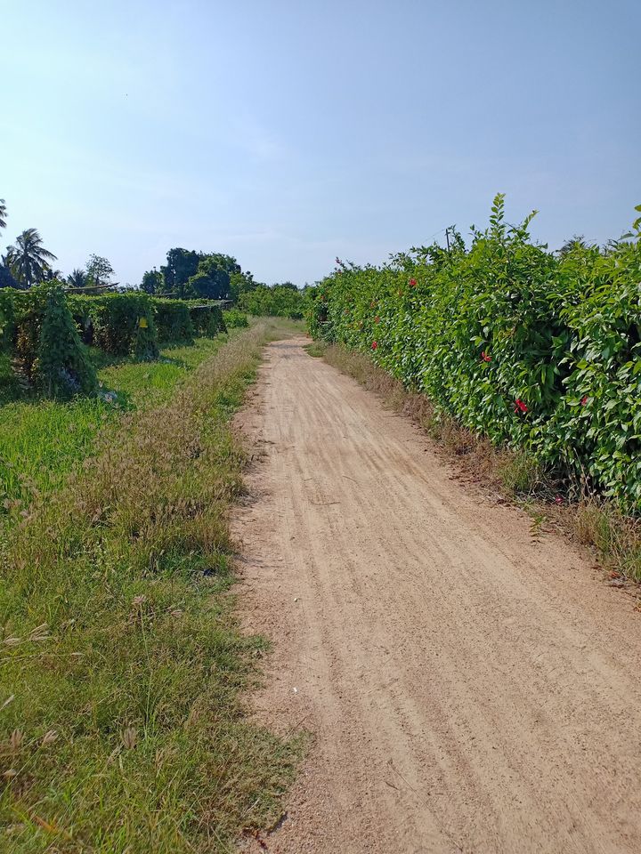 ที่ดินสวนมะพร้าว ท่ายาง เพชบุรี 4-1-29