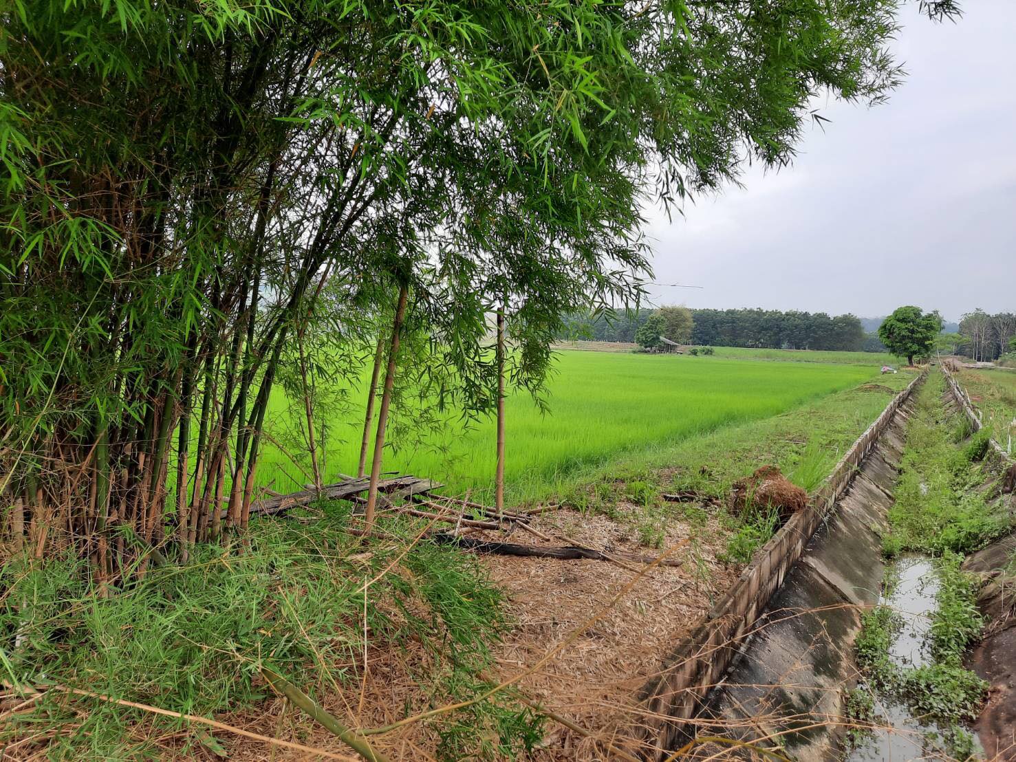 ที่ดินวิวธรรมชาติ ต.ท่าข้าวเปลือก อ.แม่จัน 10-0-0ไร่