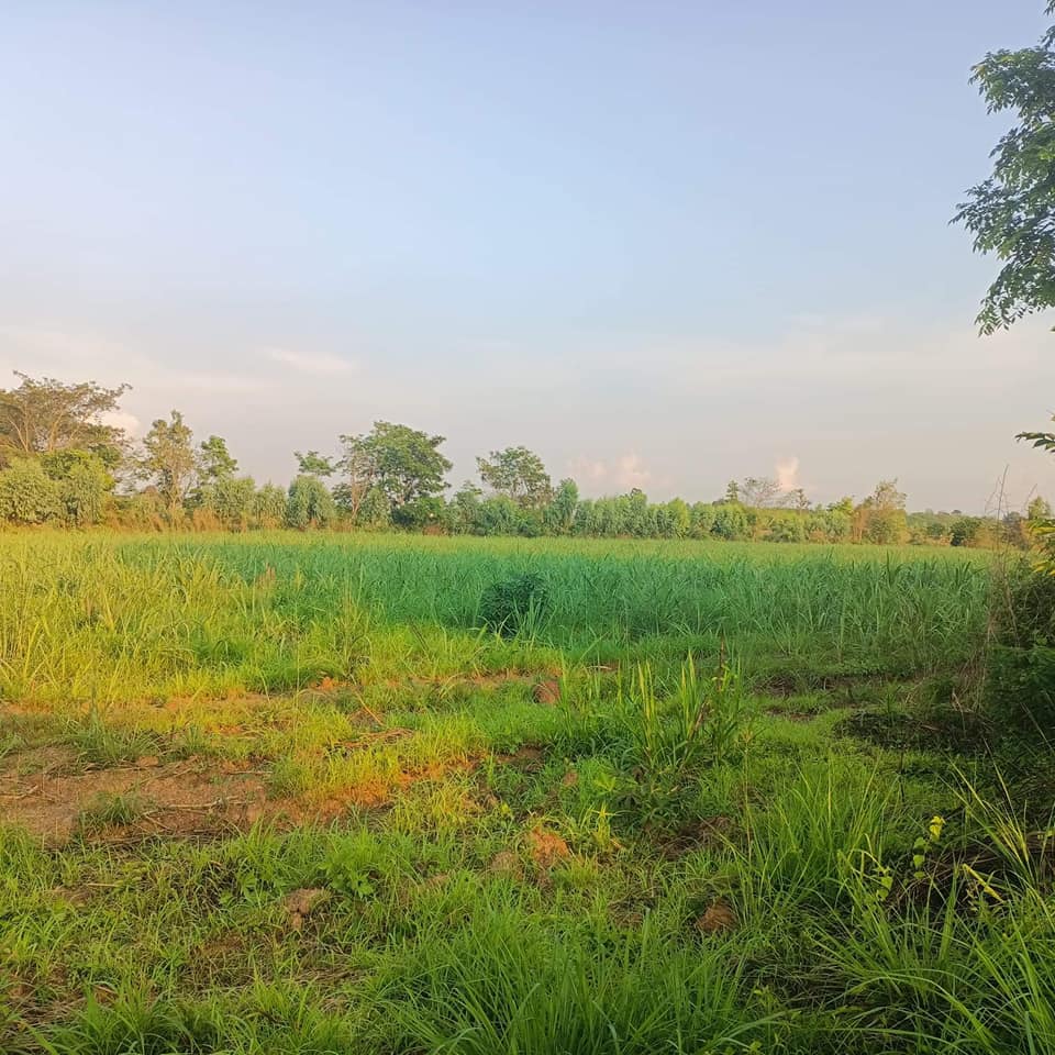 ที่ดิน บ้านใหม่ศรีสุวรรณ  อำเภอเพ็ญ จ. อุดรธานี  11-1-96