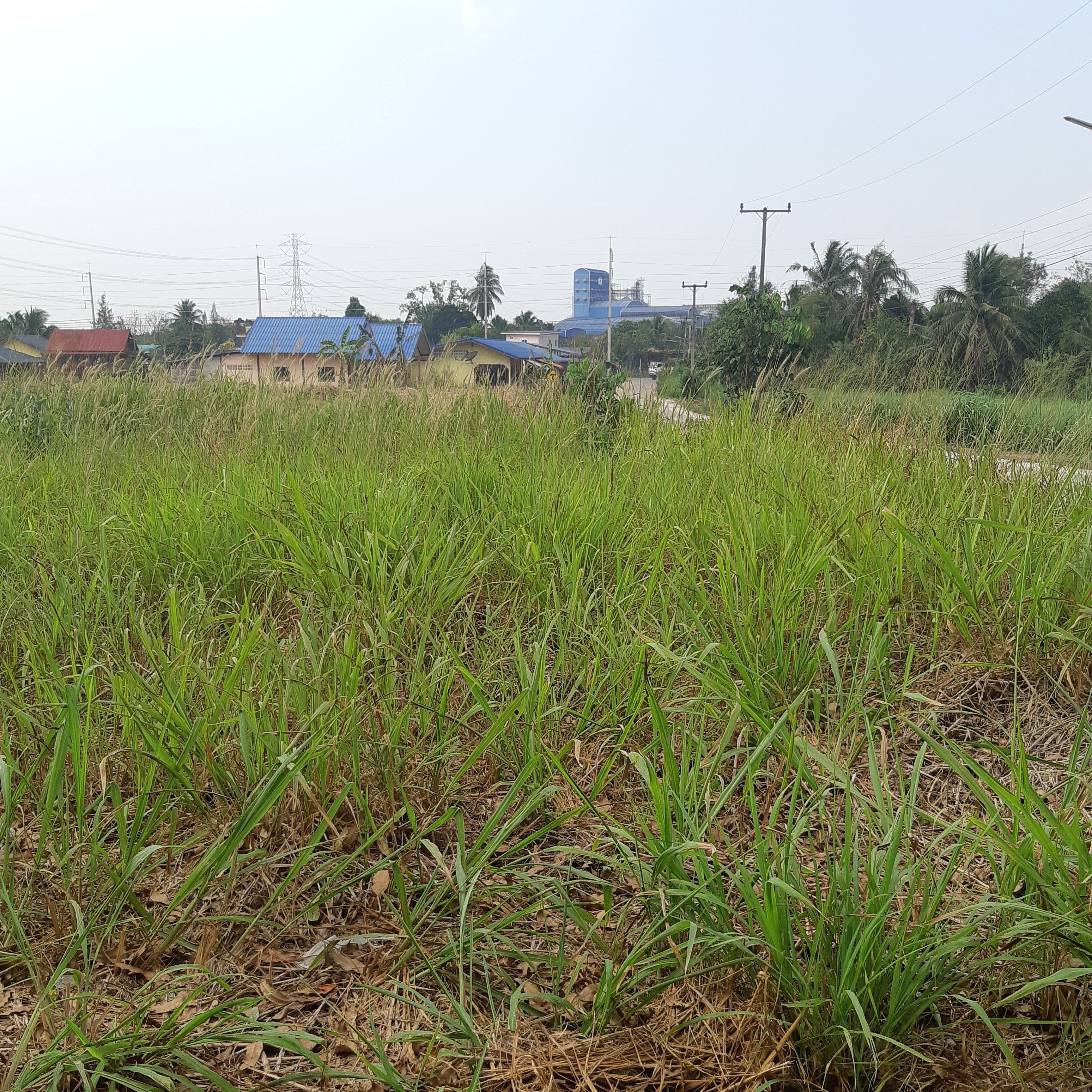 ขายที่ดินชลบุรี ทำเลดี เหมาะทำหอพัก ห้องเช่า ซื้อเก็บเก็งกำไร