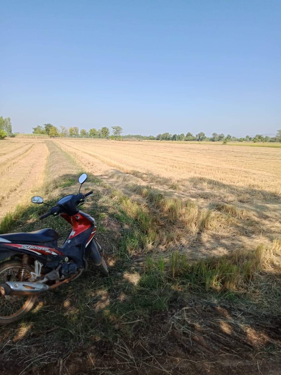 ขายที่ดินที่นา หนองไผ่ เพชรบูรณ์ 6-3-88